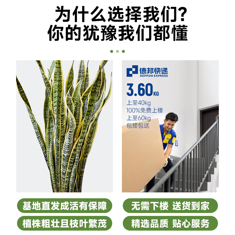 金边虎皮兰盆栽新房客厅吸甲醛绿植虎尾兰大型植物办公室好养易活 - 图1