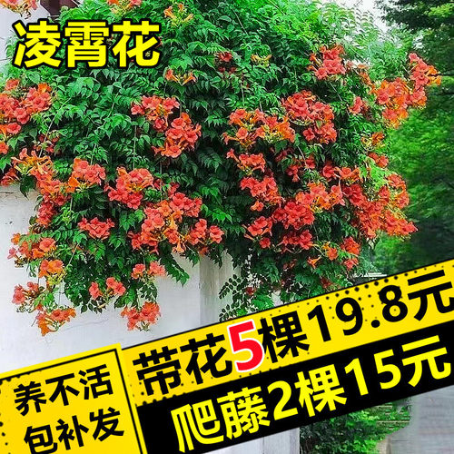 凌霄花带花苞炮仗花爬藤植物盆栽庭院爬墙特大号藤蔓四季花卉绿植 - 图2