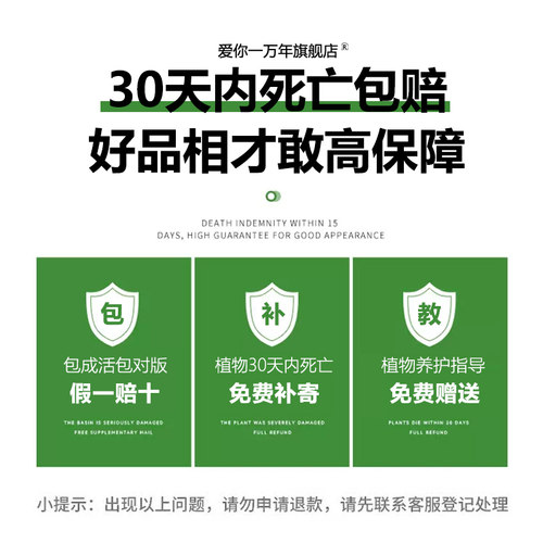 含笑花盆栽树苗带花苞香蕉花浓香室内外阳台庭院地栽四季开花植物 - 图3