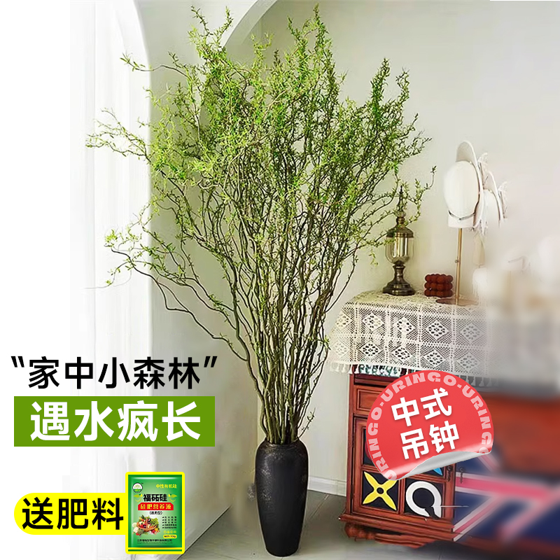 龙柳鲜枝水培绿植物插花卉客厅室内盆栽四季好养活干支雪柳带花苞