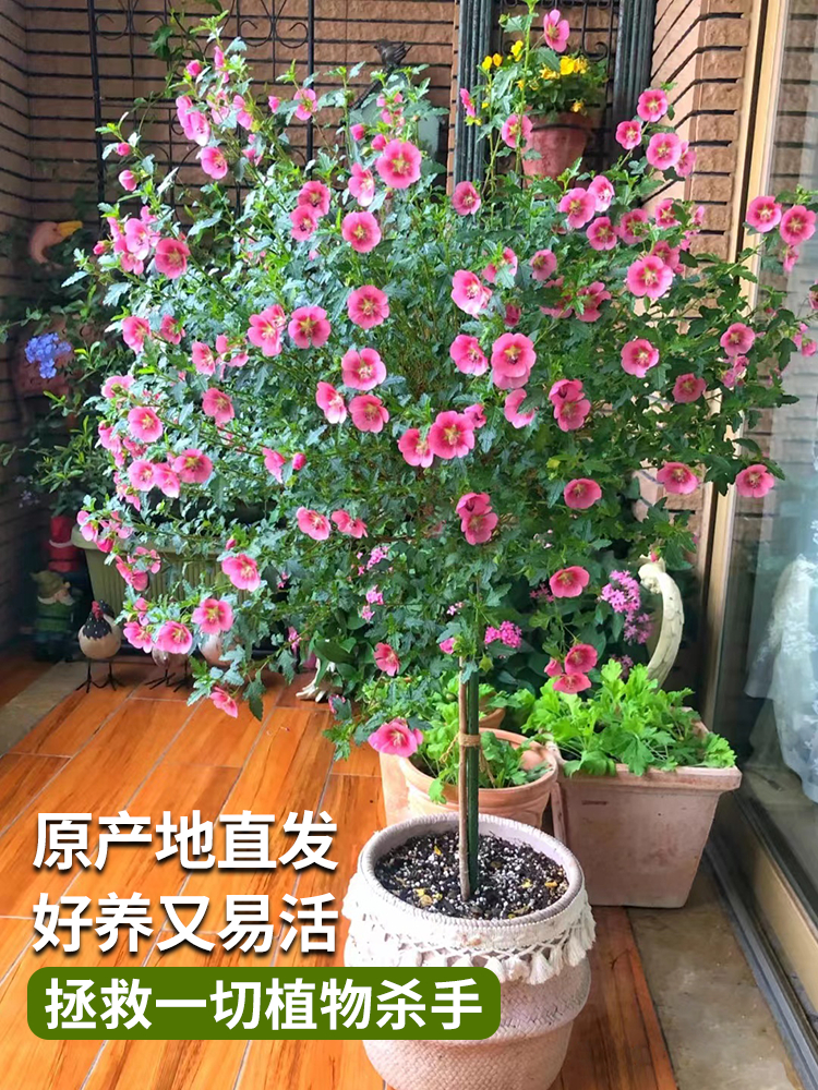 小木槿花卉盆栽棒棒糖耐寒耐热庭院室内阳台四季开花好养植物大全 - 图2