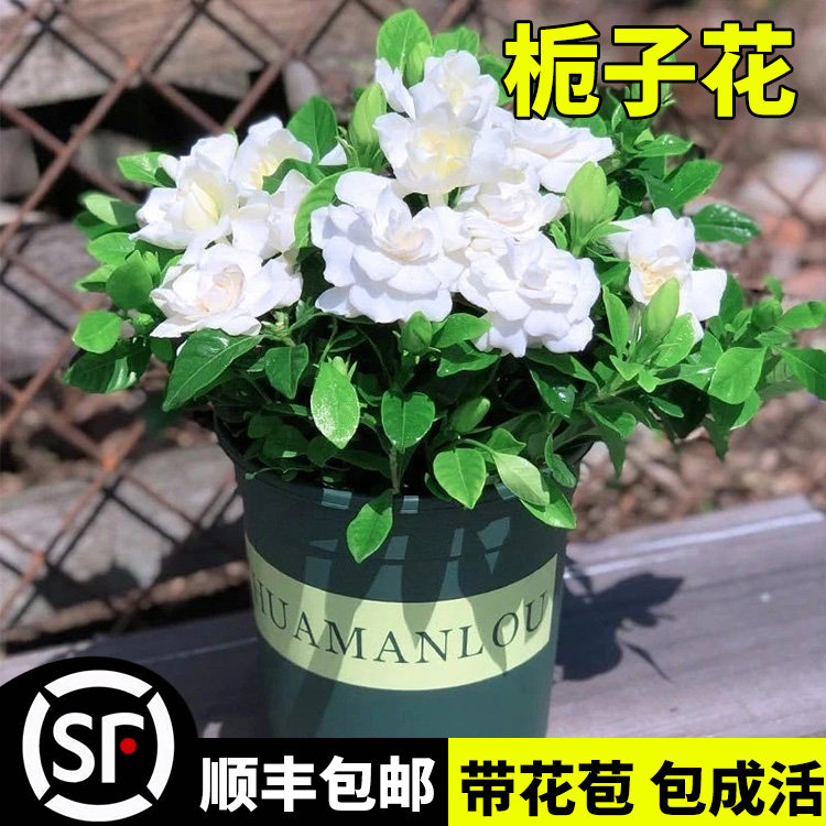  爱你一万年绿植