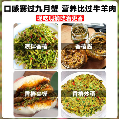 正宗红油香椿苗树四川矮化红椿树苗可食用阳台种植香椿芽蔬菜种子 - 图3
