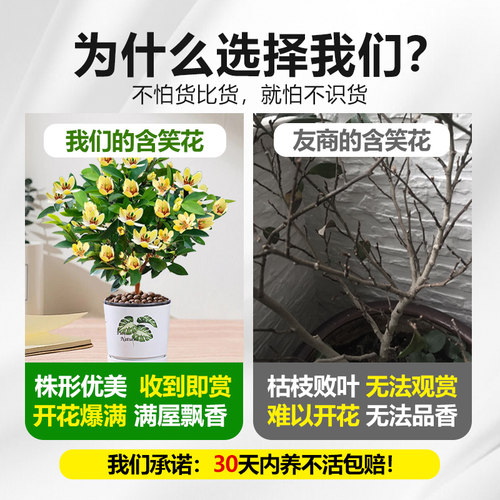 含笑花盆栽树苗带花苞香蕉花浓香室内外阳台庭院地栽四季开花植物 - 图1