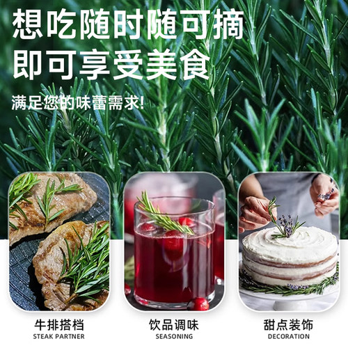 薄荷迷迭香盆栽可食用新鲜苗薄荷叶绿植室内客厅桌面盆栽四季好养 - 图1