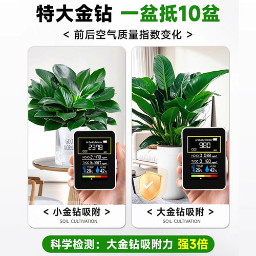 大盆金钻盆栽净化空气绿公主办公室内绿植物大叶绿萝柱净化空气 - 图0