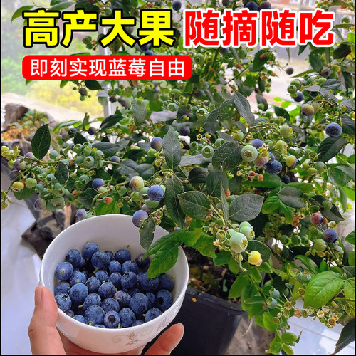 蓝莓树果苗盆栽特大号蓝莓果苗苔藓带果子南北方种植L25果树大全 - 图0