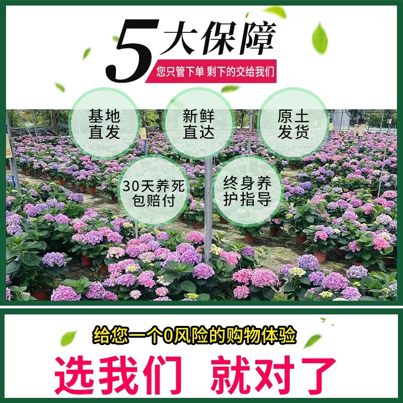 绣球花苗无尽夏四季开花绣球花盆栽庭院好养的花卉植物室内花