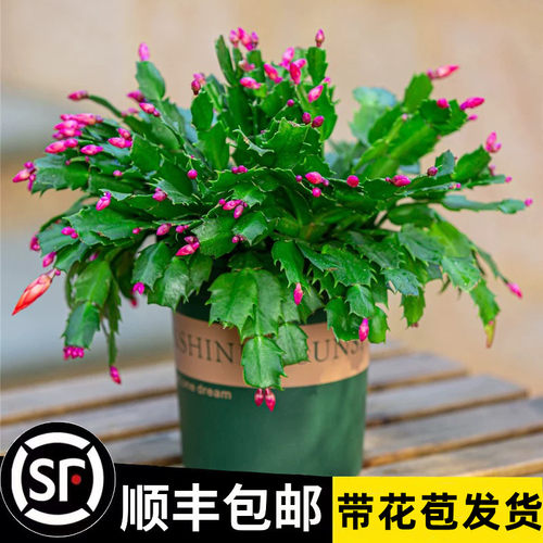 新品重瓣蟹爪兰莲苗盆栽带花苞多色花卉室内阳台小叶植物四季开花 - 图2