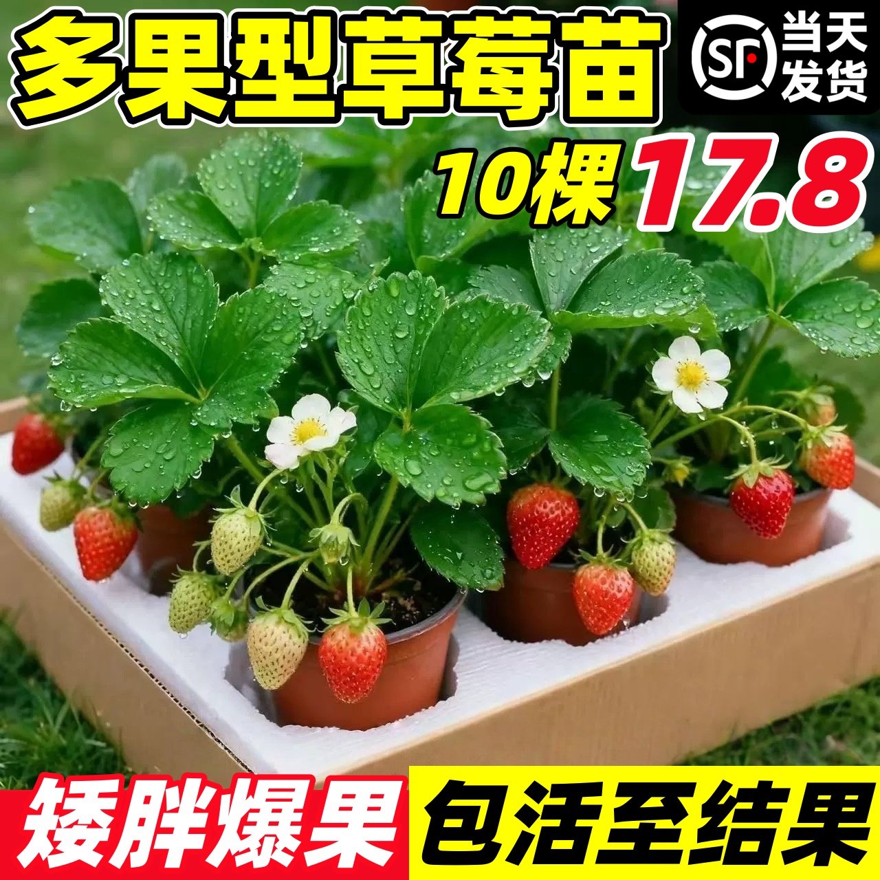 草莓苗批发新奶油草莓苗秧四季结果盆栽特大号丹东99玄玉红颜果树,淘宝优惠券,粉丝福利购,淘宝优惠卷