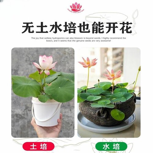 碗莲种子水培植物花卉绿植鱼缸水草植物水养莲子室内四季好养盆栽 - 图3