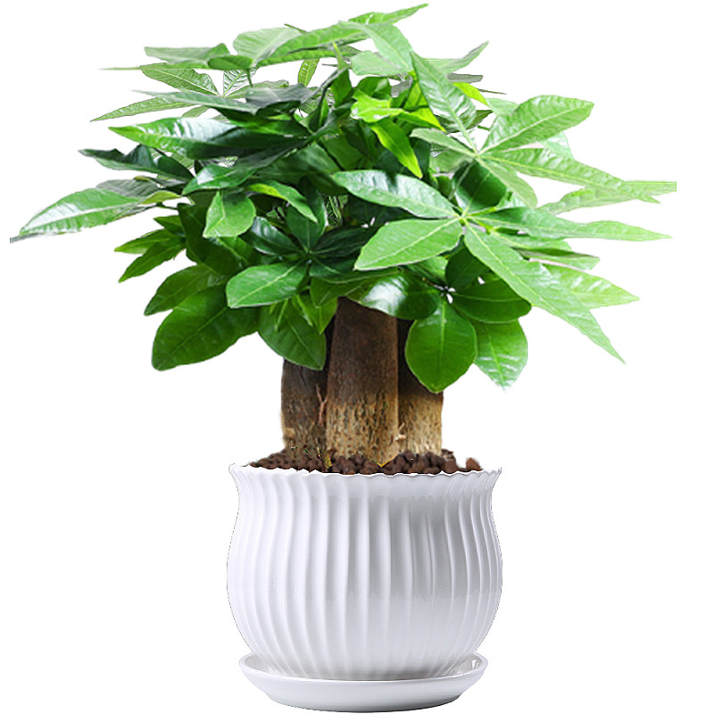 绿植物办公室内吸甲醛小盆栽花卉 爱你一万年绿植