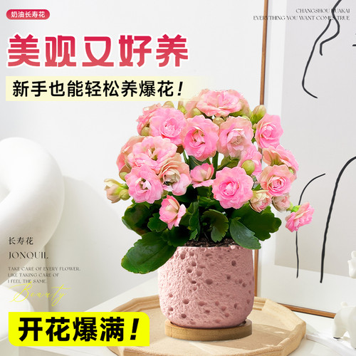 新品长寿花盆栽带花苞四季开花室内花卉绿植办公室桌面重瓣大花苗 - 图1