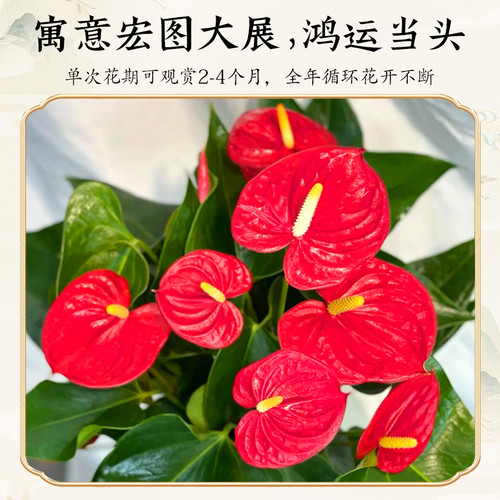 红掌盆栽带大叶大花水培植物室内四季好养白掌绿植花卉一帆风顺 - 图1