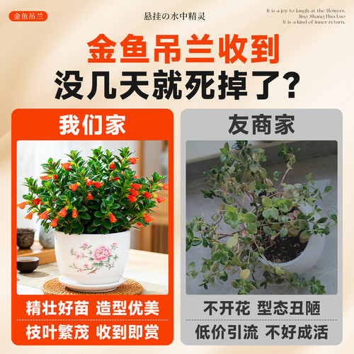 大盆金鱼吊兰盆栽带花苞室内阳台花卉客厅旺宅植物桌面绿植好养活 - 图0