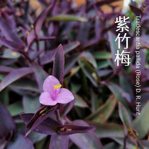紫竹梅盆栽老桩花卉绿植吊兰植物紫罗兰室内阳台好养庭院四季垂吊 - 图1