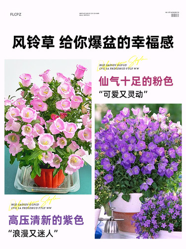 大花风铃草酒杯风铃花盆栽带花苞阳台鲜花庭院绿植紫色风铃花苗 - 图2