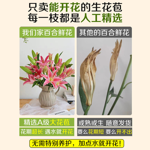 香水百合鲜花云南基地直发水培多头鲜切花花束插花插瓶多重瓣花卉 - 图0