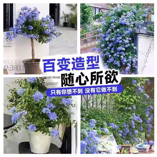 棒棒糖蓝雪花盆栽带花苞大苗阳台花卉绿植物四季开花好养独杆老桩 - 图3