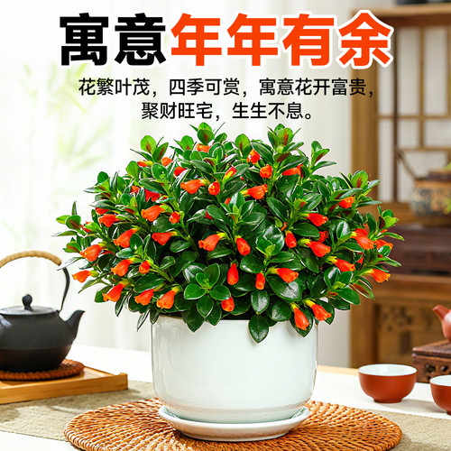 大盆金鱼吊兰盆栽带花苞室内阳台花卉客厅旺宅植物桌面绿植好养活 - 图2