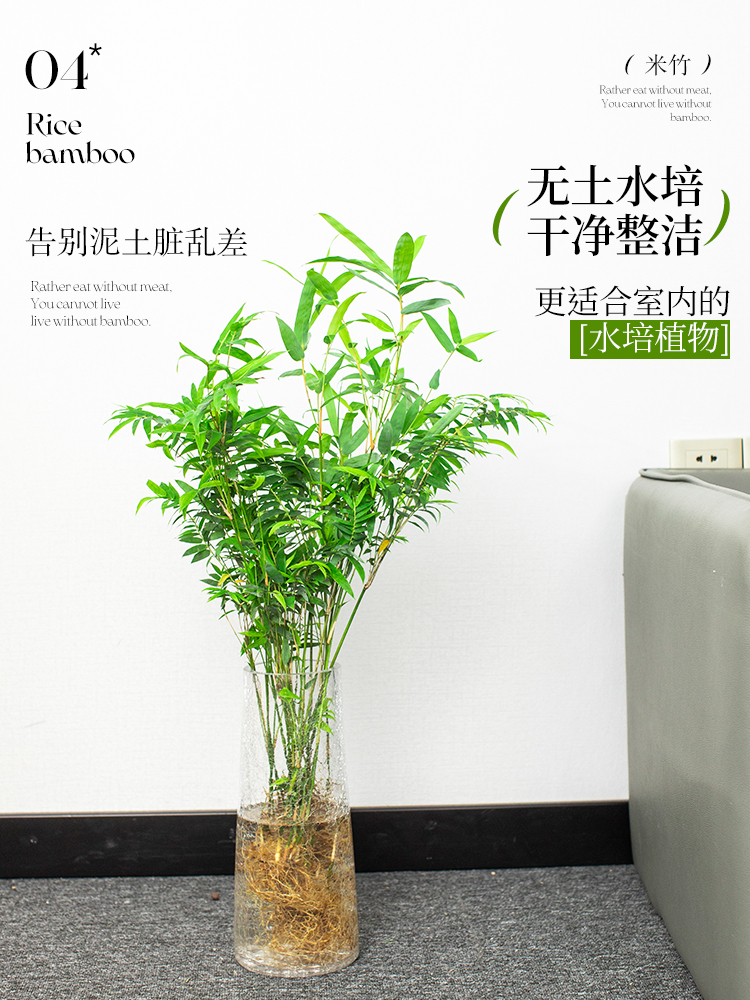 水培米竹植物室内盆栽客厅绿植好养易活水生水养竹子四季常青竹柏 - 图2