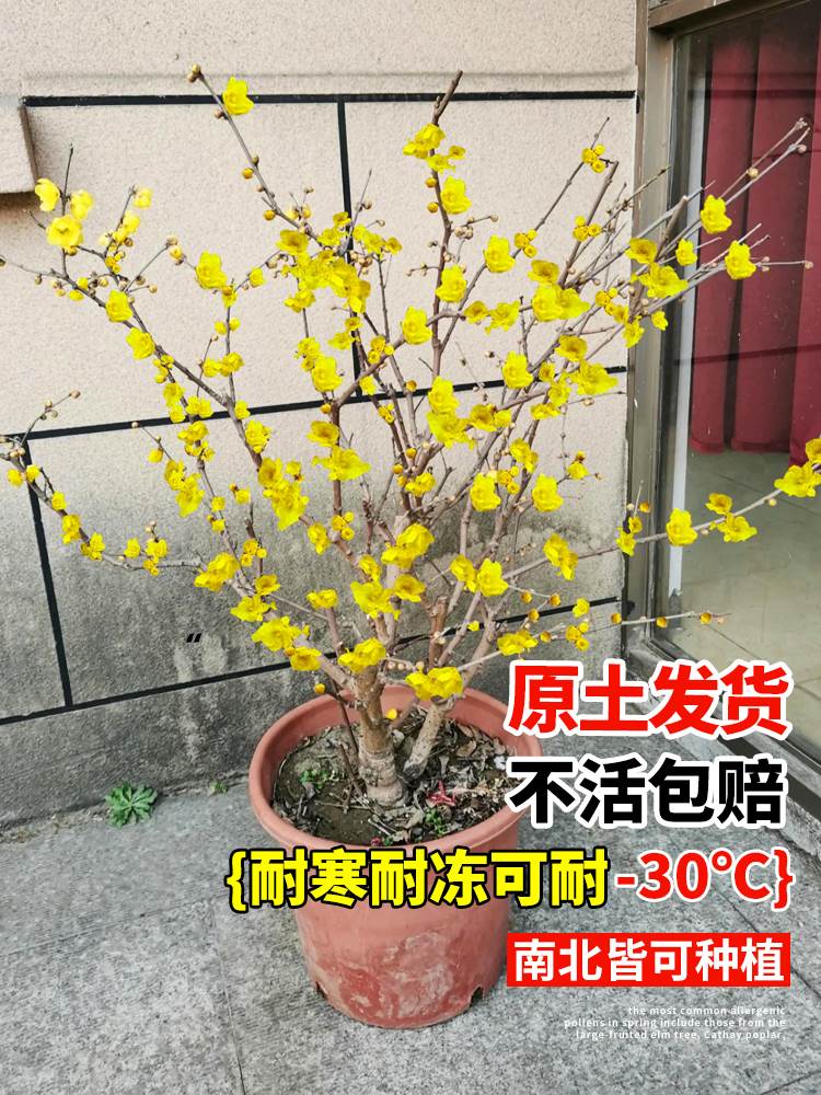 腊梅花树苗盆栽浓香型室内四季耐寒花卉阳台易活老桩盆景素心蜡梅-图0