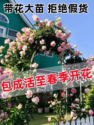 蔷薇花苗爬藤开花藤本月季特大庭院爬藤植物阳台花卉四季玫瑰盆栽 - 图3