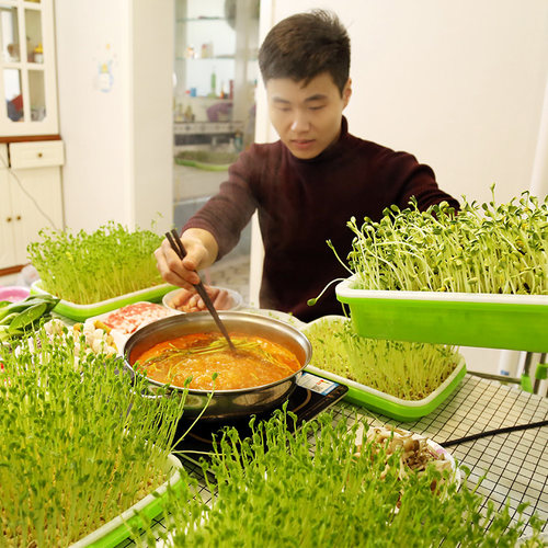 豆芽发芽盆芽苗菜育苗托盘无土栽培水培蔬菜设备豌豆种植芽菜豆苗 - 图3