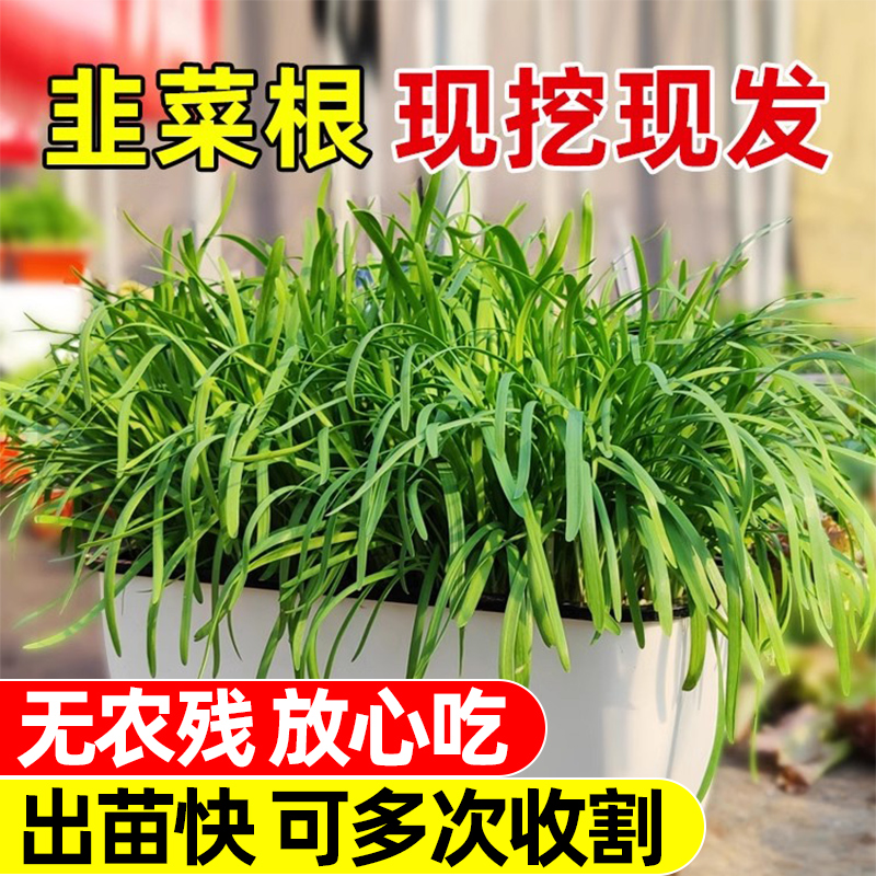 韭菜根苗紫根盆栽现挖紫红根蔬菜四季种植宽小大叶农家九菜阳台紫 - 图2