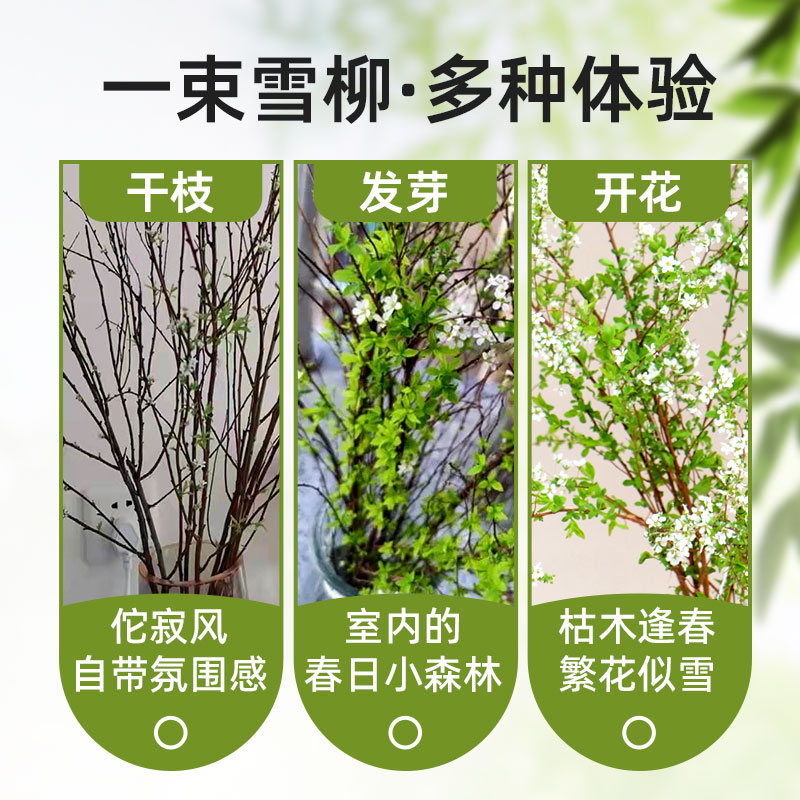 干枝雪柳鲜枝水养吊钟水培植物绿植龙柳大型盆栽枯木逢春干支重瓣 - 图2