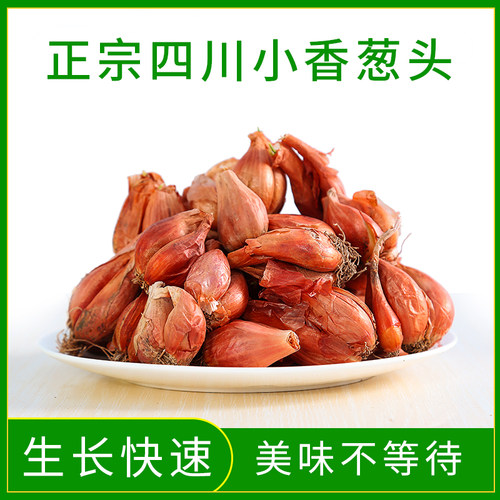 四季小香葱种子种头苗葱种孑小葱种籽红葱头红头阳台蔬菜盆栽火葱 - 图1