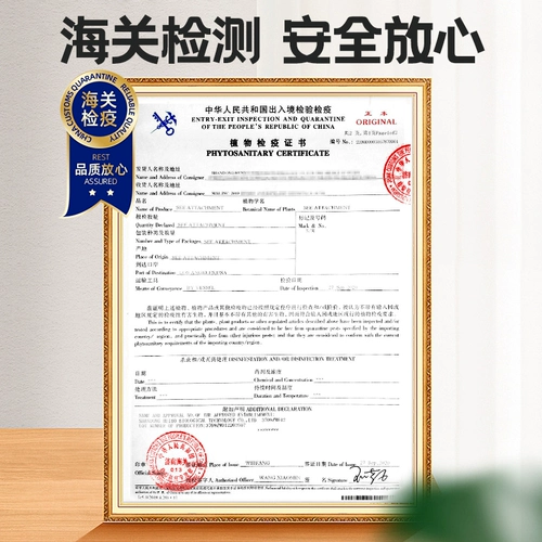 Грибные культивирование сумка черная планета грибные грибные грибные грибные грибные бактерий -бактерий самообеспечение