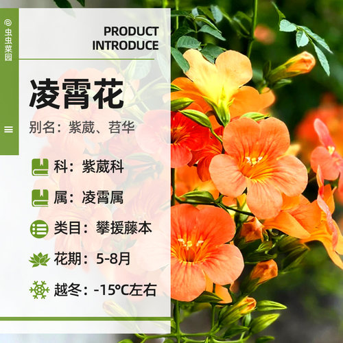 凌霄花爬藤大苗老桩盆栽耐寒阳台炮仗花紫藤爬藤植物绿植盆栽庭院 - 图3