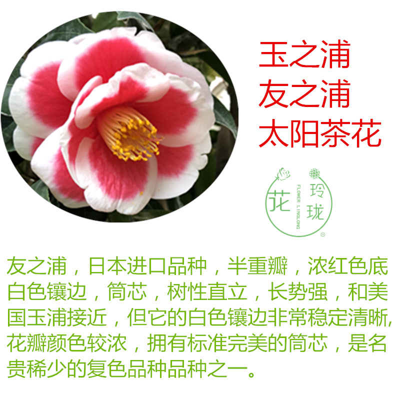 名贵茶花品种玉之浦友之浦日本进口茶花又名太阳带花苞庭院花卉-图2