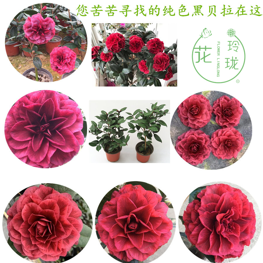 红叶贝拉纯色贝拉茶花名贵茶花苗品种带花苞纯色黑贝拉巨大型花