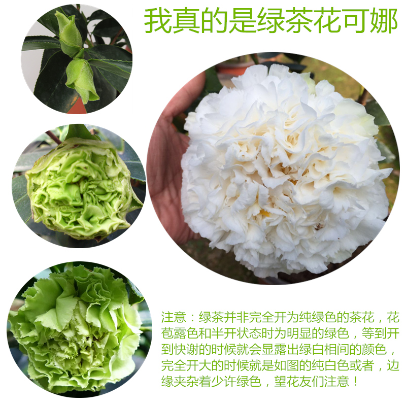 巨型茶花庭院花卉植物珍贵山茶苗可娜花开绿色绿云带花苞名贵品种 - 图3