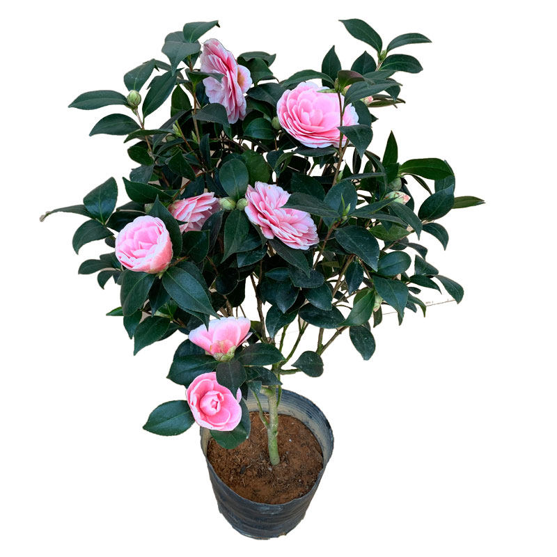 粉色系大型茶花品种粉丹又名品种苗 粉丹带花苞发货 花玲珑旗舰店 淘优券