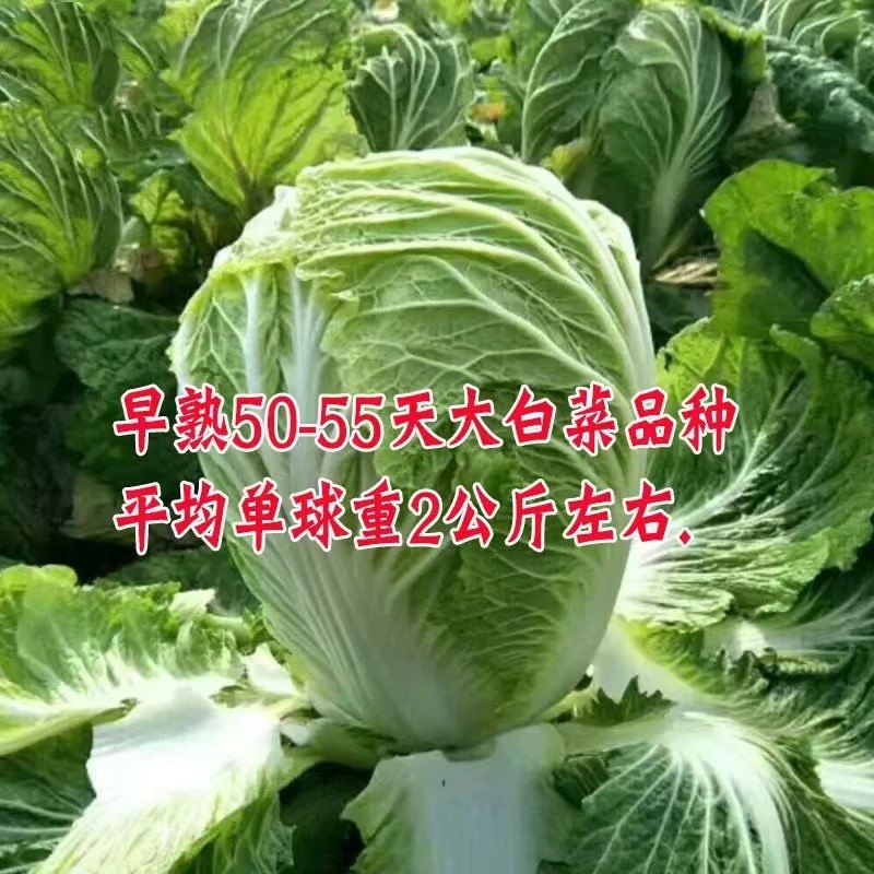 早熟五号奶油大白菜种 子莱籽家里夏季四季阳台种植的蔬菜种子孑