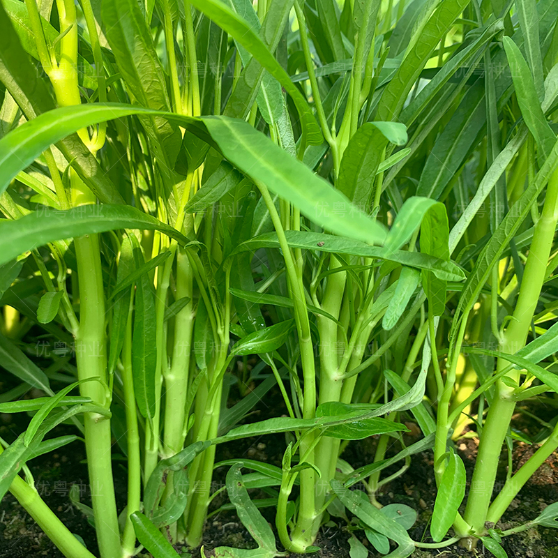 多丫柳叶空心菜种籽四季三叉通心菜种子阳台盆栽青菜籽种蔬菜种孑-图0