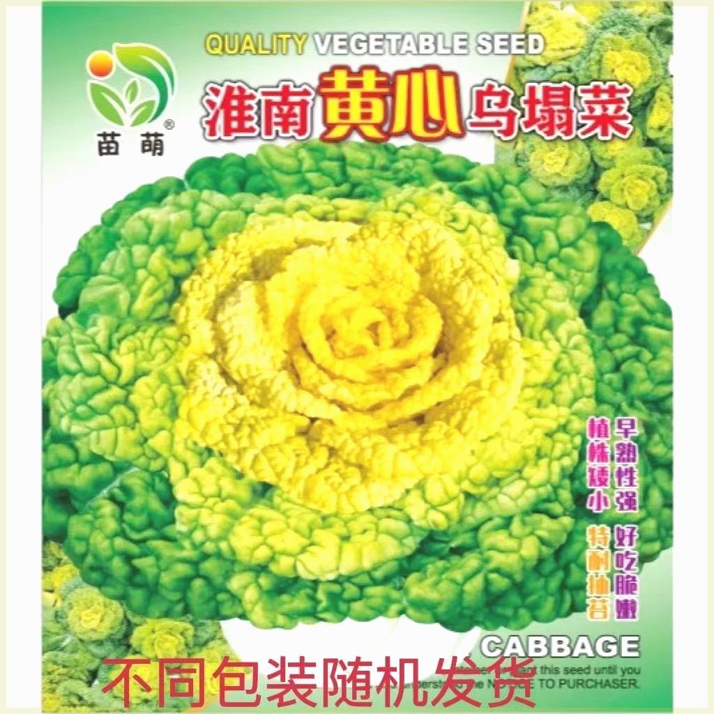 黄心乌塌菜种子耐寒黄心菜种籽菊花心菜籽种易种黄金乌蔬菜种子-图0