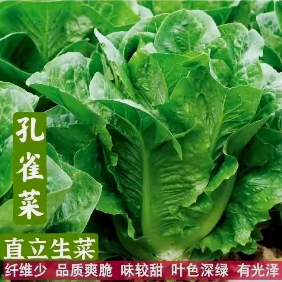 孔雀菜种子一年四季种可生吃高营养直立生菜种子盆栽地载沙拉生菜 - 图3