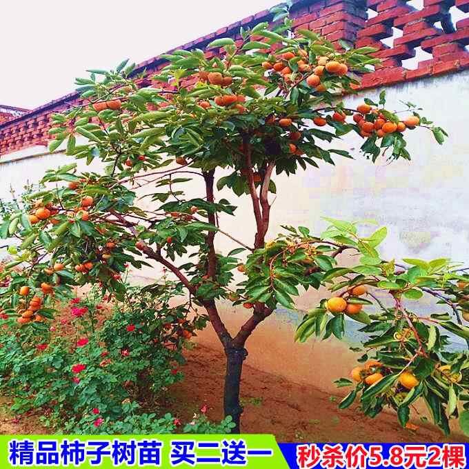 特大甜柿子 新人首单立减十元 22年2月 淘宝海外