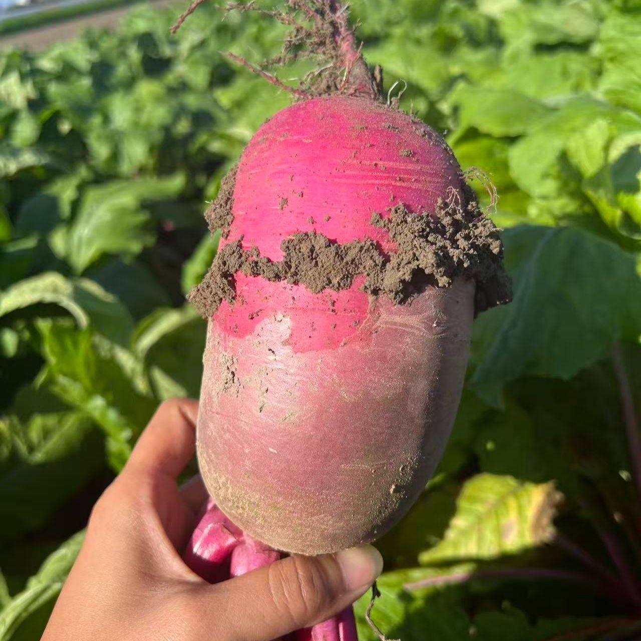 正宗天津小沙窝水果凤梨紫美人萝卜生吃脆甜多汁新鲜蔬菜现拔包邮,淘宝优惠券,粉丝福利购,淘宝优惠卷