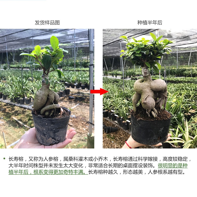 四季常青小型盆栽人参榕树盆景老桩榕树造型室内阳台绿植物买2送1