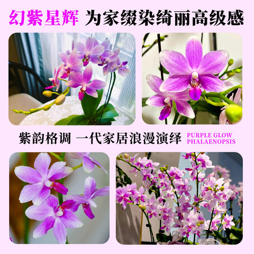 艾莹精品蝴蝶兰紫水晶带花苞盆栽 新款名贵兰花苗客厅高端鲜花卉 - 图2