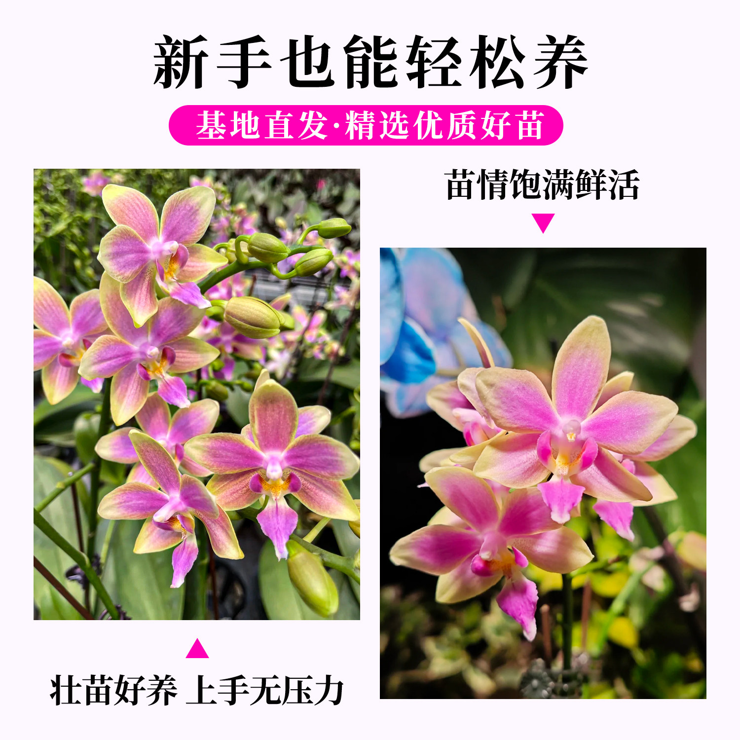名贵原生蝴蝶兰带花盆栽 金树兰花苗室内鲜花卉绿植四季好养精品,淘宝优惠券,粉丝福利购,淘宝优惠卷