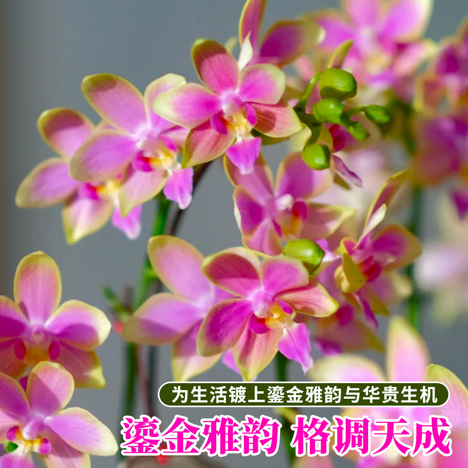 名贵原生蝴蝶兰带花盆栽 金树兰花苗室内鲜花卉绿植四季好养精品,淘宝优惠券,粉丝福利购,淘宝优惠卷