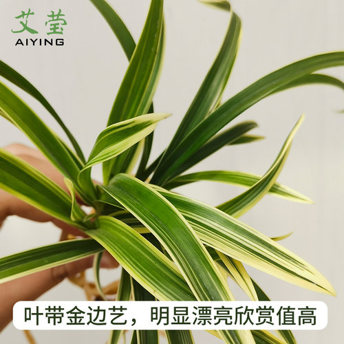 有香味的兰花苗 建兰矮种帝王妃 四季兰带金边艺浓香型室内外盆栽 - 图0