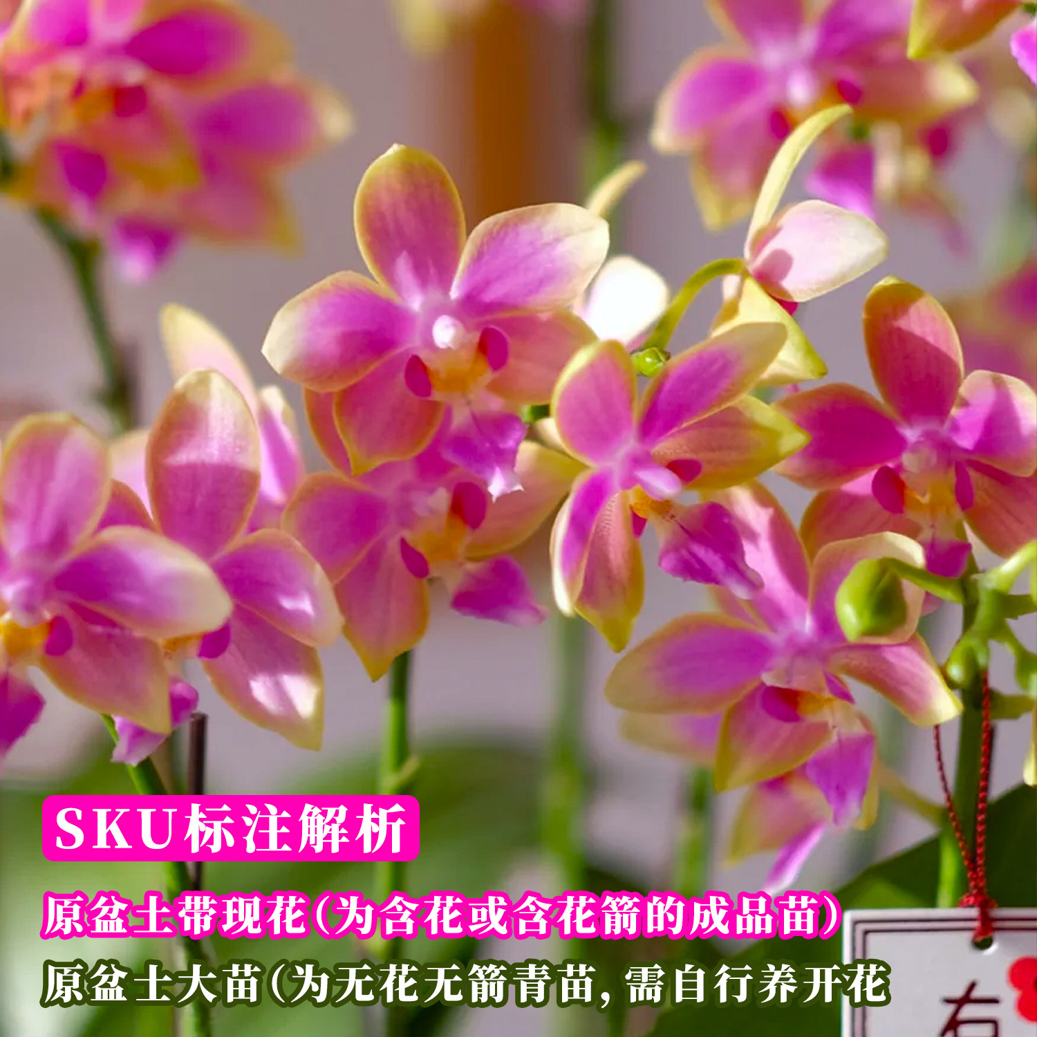 名贵原生蝴蝶兰带花盆栽 金树兰花苗室内鲜花卉绿植四季好养精品,淘宝优惠券,粉丝福利购,淘宝优惠卷