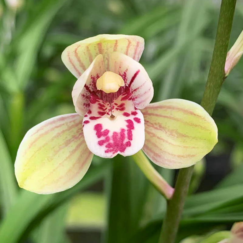 艾莹兰花苗四季建兰铭品君荷夏带花浓香好养室内阳台绿植花卉盆栽 - 图0